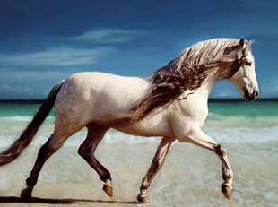 A vilg legszebb lovaaa... /sztem/ :))